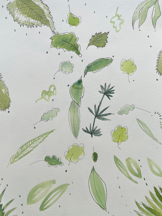A delicate array of leaves sketched in pencil dancing across the paper. Watercolour in various shades of green bring the drawing to life.  Pencil and watercolor on Watercolour paper 300gsm 40.6 x30.5cm 